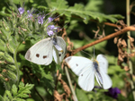 Small Whites preparing to mate, Oxfordshire, UK