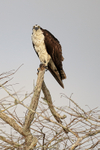 Osprey looks ahead from perch, Blue Cypress Lake, Florida