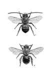 Eucera longicornis Combo