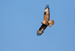 Long-legged Buzzard