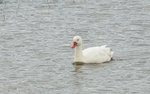 Coscoroba Swan