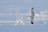 Yellow-legged Gull in flight, Gibraltar
