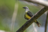 Tropical Kingbird perched, Colon, Panama
