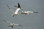 Gannets