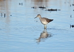Lesser Yellowlegs