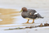 Female Steamerduck standing on beach, Carcass Island, Falklands
