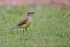 Cattle Tyrant side view, Brazil