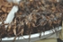Roasted Giant Water Bugs - Bangkok, Thailand