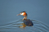 Great Crested Grebe