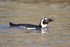 African Penguin swimming, Boulders Beach, South Africa