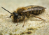 Andrena clarkella (m)