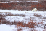 Polar Bear resting by track, Churchill, Canada