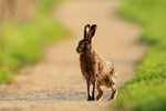 Brown Hare on the Bridleway, Otmoor RSPB