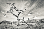 Dead Tree Shaba Kenya