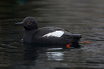 Black Guillemot portfolio