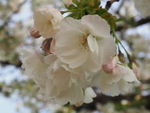 P33003970751