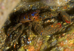 Galathea strigosa