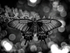 Swallowtail MONO