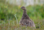 Red Grouse