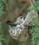 Anna's on nest