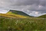 Summertime at Pen Y Ghent