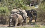 Elephants just in front of our tent