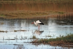 White Stork