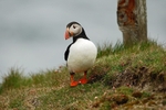 Puffin