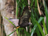 Common Black Hawk showing underwings, Costa Rica