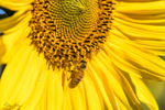 Sunflower Bee 19