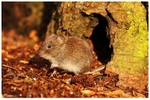 Vole in a Hole