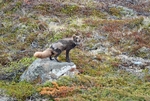 Arctic Fox