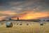 z2259 Bales at Sunrise, Godshill