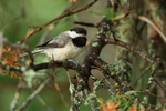 Black-capped Chickadee portfolio