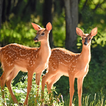 white-tailed fawn twins Odocoileus virginianus borealis