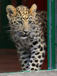 Amur Leopard cub appears around a doorway at the Big Cat Sanctuary