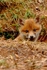 Fox Cub - Sherwood Forest