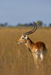 Red Lechwe