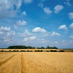 Suffolk Nr Lavenham