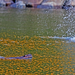 Castor canadensis