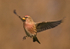 Redpoll