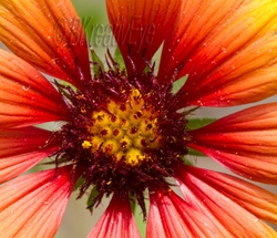 Floral 091