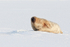 Ringed Seal by ice hole, Svalbard, Norway