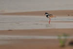 Pied Plover portfolio