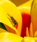 Keukenhof gardens - 8