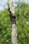 Long-tailed Tyrant portfolio