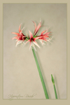 Hippeastrum 'Rosado' 2