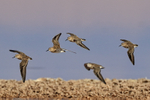 Baird's Sandpipers in flight, Chaxa, Chile