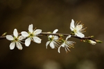 Blackthorn Bloom