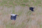 Crow Shepherding Heron Away